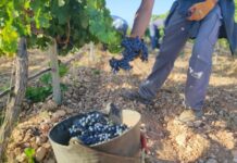 PREVISIONES DE LA VENDIMIA EN JUMILLA 2023