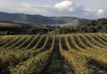 VIÑAS DEL VERO APLICA EN EL VIÑEDO ABONO ECOLÓGICO