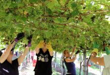 LA VENDÍA EN RÍAS BAIXAS ALCANZA LOS 44.358.546 KILOS