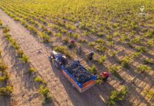 CALIDAD Y ARMONÍA EN LA VENDIMIA 2023 DE LA D.O. JUMILLA