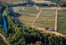 BODEGAS DOMINIO DE FOURNIER, D.O. RIBERA DEL DUERO