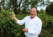 LA VENDIMIA 2024 EN BODEGAS FAMILIARES MATARROMERA