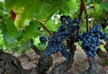 DO MONTSANT UNA VENDIMIA PREMATURA Y CORTA