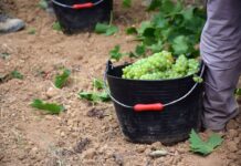 LA DO PENEDÉS CIERRA LA VENDIMIA 2024 ESCASA PERO DE GRAN CALIDAD