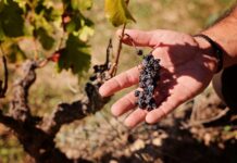 LA DO MONTSANT LANZA UN SOS URGENTE A LAS ADMINISTRACIONES