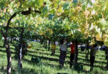 LAS RÍAS BAIXAS ESPUMOSO DE CALIDAD PRESENTES EN NAVIDAD