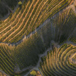 Bodega Cal Grau 4