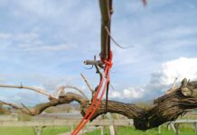 FEROMON AS SINTÉTICAS PARA COMBATIR LA POLILLA DE RACIMO EN RÍAS BAIXAS