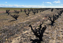 BODEGAS LA HORRA LIDERA UN PROYECTO DE COOPERACIÓN TECNOLÓGICA