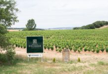 VITIS NAVARRA PRESERVA LA DIVERSIDAD GENÉTICA DE LA VID ESPAÑOLA