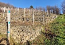 ANGEL DE VIÑAS ACOGE UN VIÑEDO VIEJO EN LA D.O. CANGAS