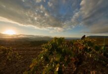 ANGEL DE VIÑAS RECUPERARÁ UN VIÑEDO VIEJO DEL ALTO TURIA