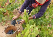 LA D.O. CARIÑENA PREVÉ UNA VENDIMIA SUPERIOR AL AÑO PASADO