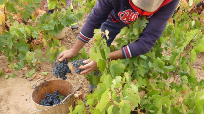 Cariñena prevé vendimiar este año 55 millones de kilos de uva (003)