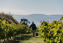 FAMILIA TORRES FINALIZA LA VENDIMIA EN CATALUÑA