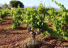 EL PROYECTO ÁNGEL DE VIÑAS RECUPERA UN VIÑEDO EN MALLORCA