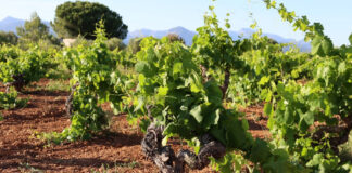 EL PROYECTO ÁNGEL DE VIÑAS RECUPERA UN VIÑEDO EN MALLORCA