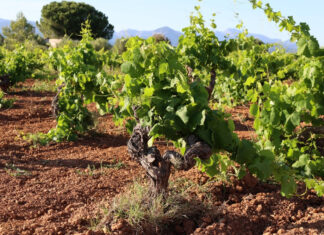 EL PROYECTO ÁNGEL DE VIÑAS RECUPERA UN VIÑEDO EN MALLORCA