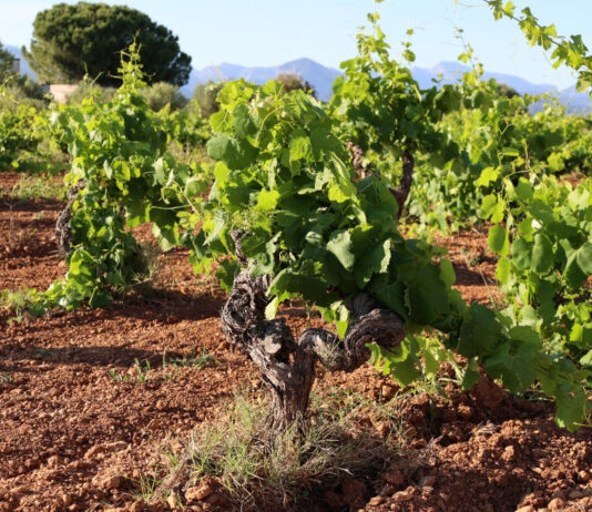 EL PROYECTO ÁNGEL DE VIÑAS RECUPERA UN VIÑEDO EN MALLORCA