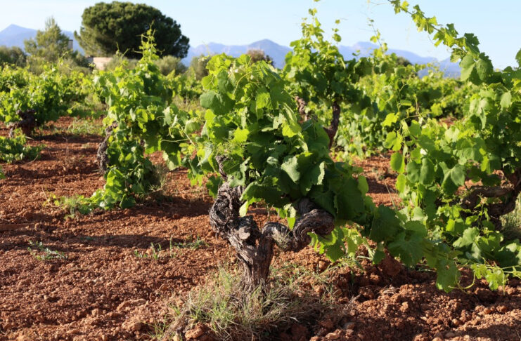 EL PROYECTO ÁNGEL DE VIÑAS RECUPERA UN VIÑEDO EN MALLORCA