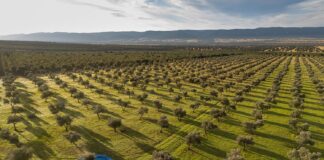 EL AOVE EN DEHESA EL MOLINILLO