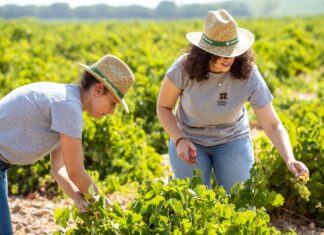 LA PRODUCCIÓN ECOLÓGICA GANA PESO EN BODEGA CUATRO RAYAS