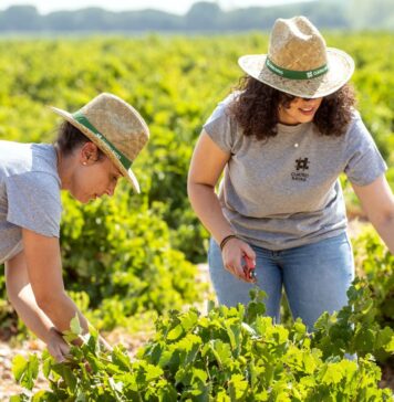LA PRODUCCIÓN ECOLÓGICA GANA PESO EN BODEGA CUATRO RAYAS
