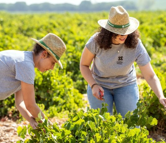 LA PRODUCCIÓN ECOLÓGICA GANA PESO EN BODEGA CUATRO RAYAS